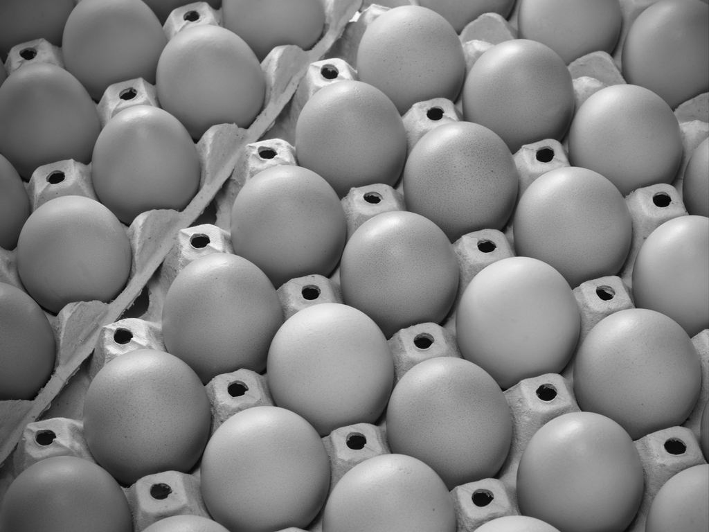 eggs-haccp